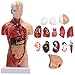 Produktbild JJIIEE Anatomie des menschlichen Torsokörpers, 15 Teile abnehmbare innere Organe, 11-Zoll-männlicher menschlicher Torso für den Unterricht in pädagogischem Medizinmodell