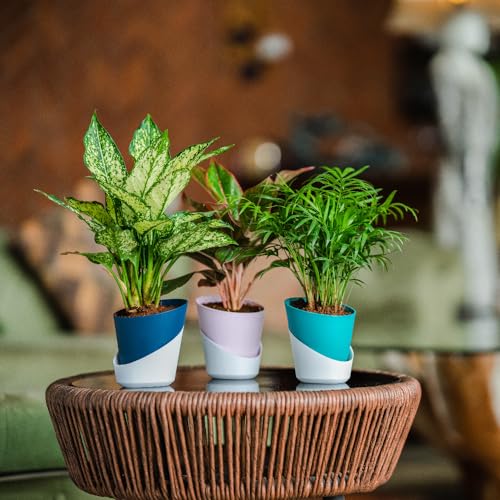 Image of Harshdeep Self Watering Flower Pots - Atlantis - Indoor Outdoor Home Livingroom Office Tabletop Decoration Plastic Planter 4 Inch Set of 5 (Mocca)