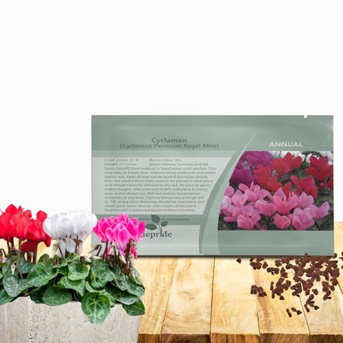 Outsidepride Royal Mini Cyclamen Seeds - 20 Pcs Compact, Annual Flowering House Plants with Attractive Blooms & Foliage, for Shaded Garden Areas, Small Spaces, Containers, Indoors & Outdoors