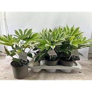 Struiken – Vingerplant (Fatsia) met bloempot – Hoogte: 40 cm – van Botanicly