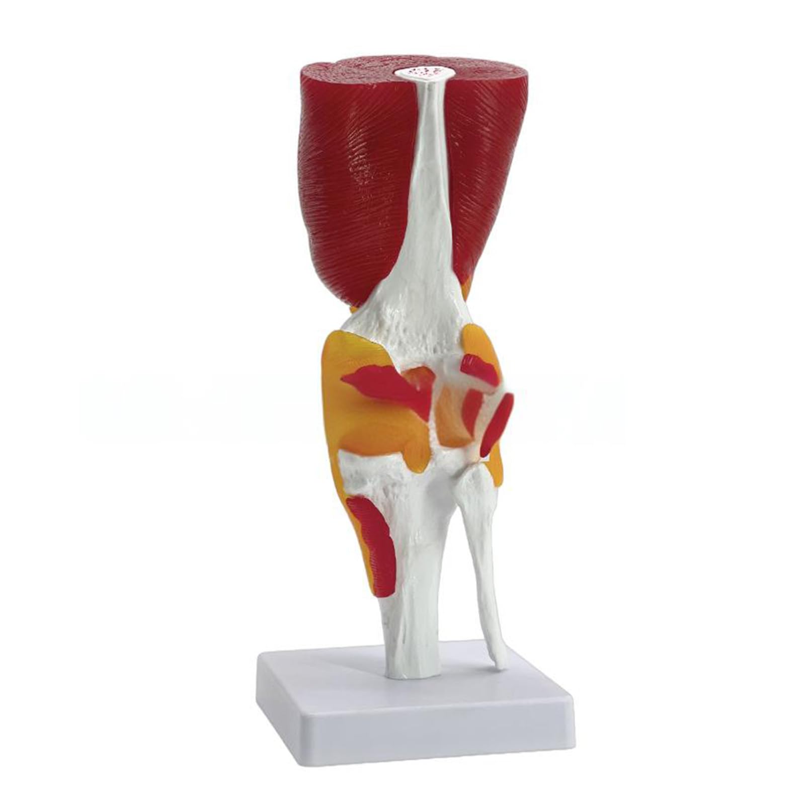Modello articolazione del ginocchio per visualizzazione didattica Modello pratico anatomia del ginocchio umano con legamenti Materiale scolastico Articolazione umana per l ' educazione scientifica