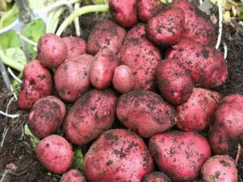 Seed Potatoes Setanta,Organic Main Crop Variety ,X10 Tubers, Ready for Planting Now.