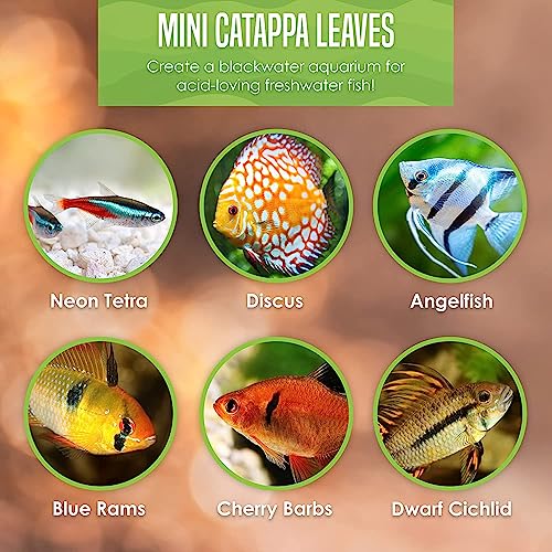 Sungrow IAL-01 50 Pcs Catappa Indian Almond Leaves For Betta Fish Tank Aquarium thumb #5