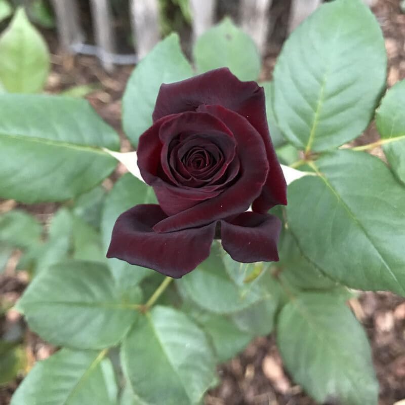 Black Red Climbing Rose Live Starter Plant, Fragrant Rose Ready to Plant, Climbing Rose for Planting Outdoor, No Pot, 1 Year Old Rose Plant