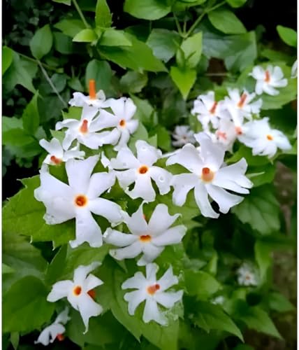 Image of Shuli Parijat Live Flower Plant for Garden Balcony Terrace | Healthy Nursery Plant with Fragrant White Orange Blooms | Natural Aromatic Plant for Peaceful Ambience and Landscaping