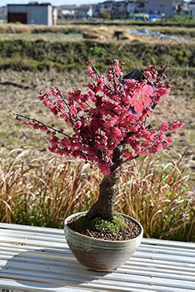 【最終価格】紅白梅豆盆栽（作り物）ミニサイズ 置物（花台付）一対 imgrc0064906188.jpg