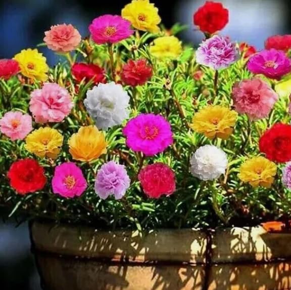1 Pack of 2000 SEEEDS Moss Rose Extra Double Mix - Portulaca grandiflora
