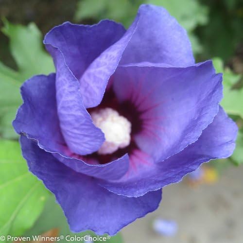 Miniatura 4 de Ganadores probados - Hibiscus syriacus Azurri Blue Satin (Rosa de Sharon) Arbusto, azul con flores rojas, #3 - Contenedor de tamaño