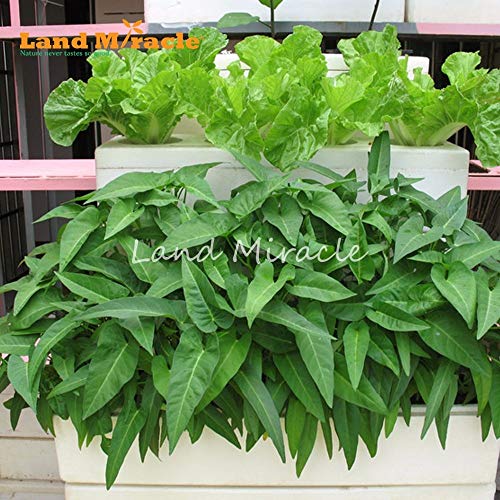 Casavidas Japanische Wasser-Spinat-Samen, 50 Samen, Grossblriger Swamp Cabbage Rare Bio-Gemüsesamen Bonsai Topfpflanze - Image 4