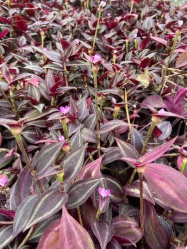 Plantas judías errantes negras en macetas de 3.5 pulgadas (1) No las pidas en condiciones climáticas severas, estas plantas no se envían bien en