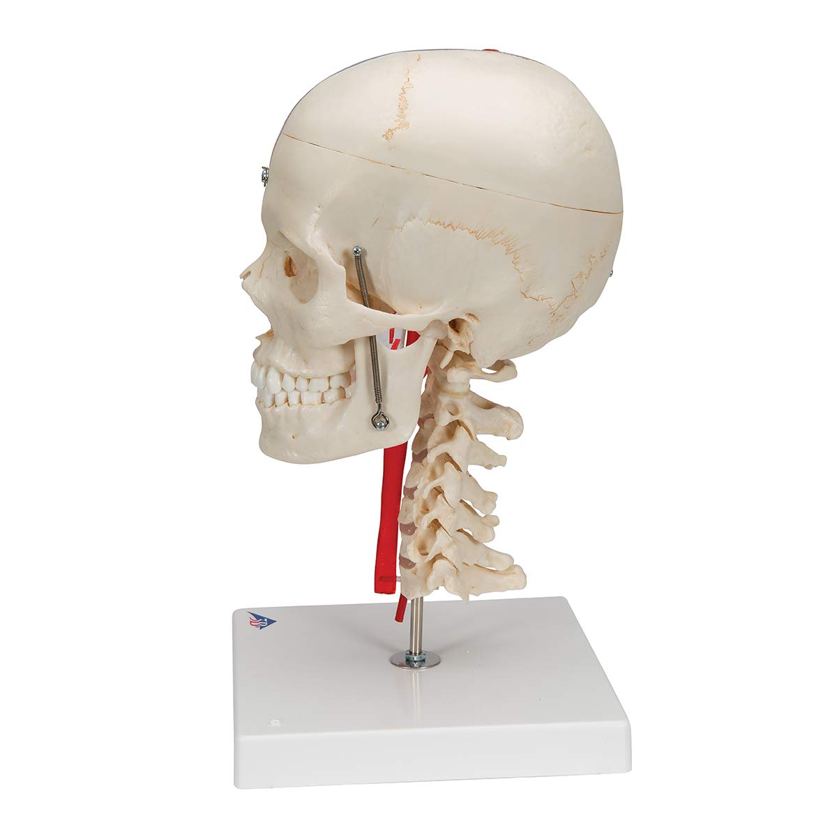 eksploderede view of the 3B Scientific A283 Bonelike Human Skull Model components, including the skull, brain, mandible, and cervical vertebrae on a stand.