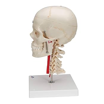 B*B様 invisible ink. MDC \"BONES.\" S B*B様 invisible ink. MDC BONES. S