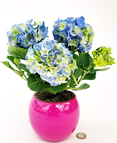 POWERS TO FLOWERS - ORTENSIA NANA BLU IN VASO CERAMICA SFERICO FUCSIA, pianta vera