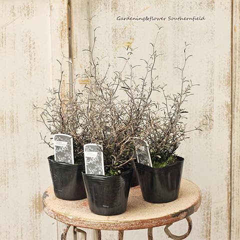 Amazon.co.jp: 【再入荷】常緑苗 コロキア・コトネアスター