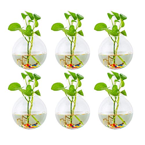 Glasseam Hängende Blumenkästen aus Glas, 6 Stück, kugelförmig, Blumentöpfe, Terrarium, Behälter mit 6,36 Oz, Bunte Steine… – Ansicht 1