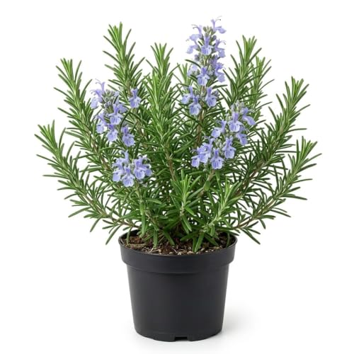 Image of LIVE ROSEMARY PLANT MEDICINAL AND HERBAL USES FOR HAIR GROWTH SALVIA ROSMARINUS ROSEMARY FOOD AND SALAD PLANT FOR HOME GARDEN AND KITCHEN WITH PLASTIC POT