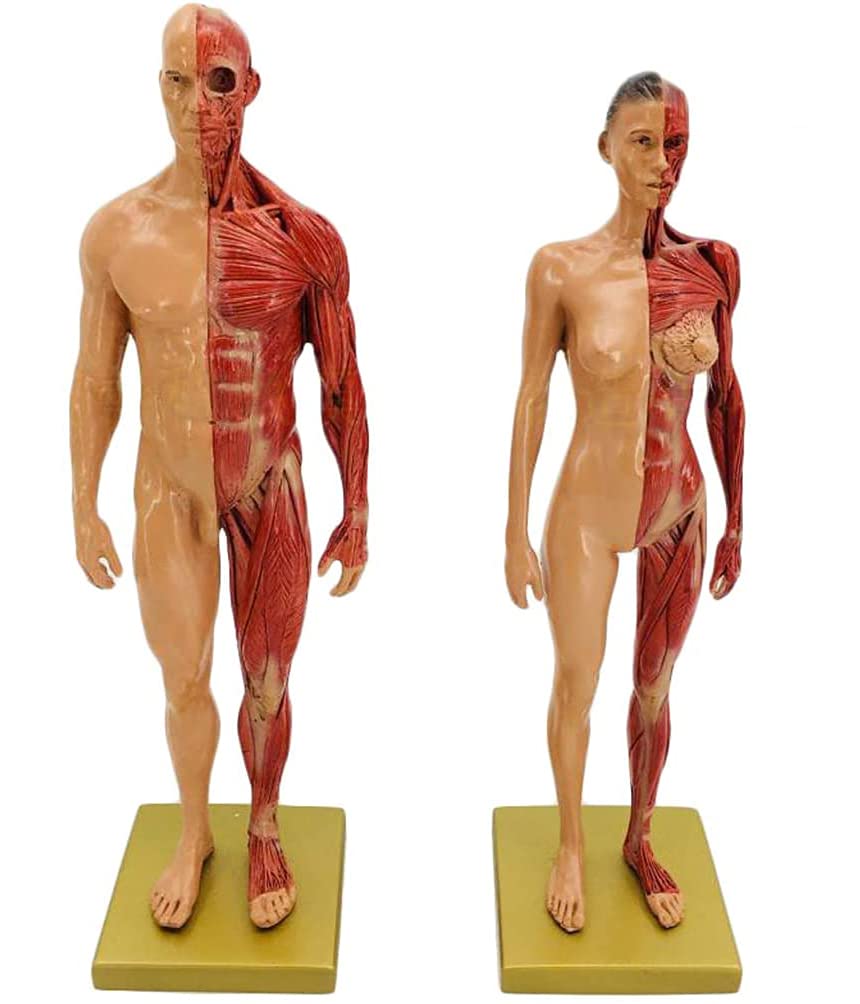 Sjdopulse Women's B Resin Material Art Ody Mannequin Painting Sculpture - & Male Anatomy Figure - 30Cm Ody Musculoskeletal Anatomy Model - For School Teaching Demonstration (B)