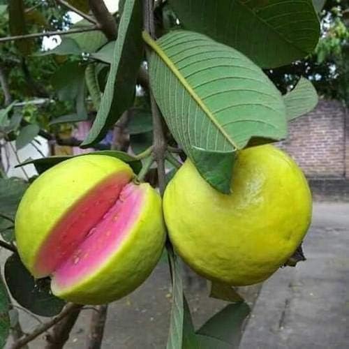 See full amazon price history chart for Nature Touch Taiwan Pink Guava Rare Dwarf Variety Grafted Live Plant Short Time Fruit Nature Touch Taiwan Pink Guava Rare Dwarf Variety Grafted Live Plant Short Time Fruit (B0CV31L7TZ) Amazon Price History, Amazon Price Tracker