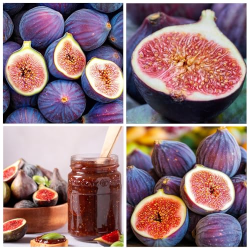 50+ Seed King Figs Sweet Fresh Fruit Seeds for Planting Outdoor-Non-GMO Heirloom Rare Fig Tree Plant in Your Home Garden