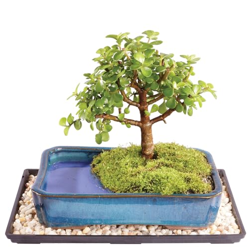 Brussel's Bonsai Live Dwarf Jade Bonsai Tree, Indoor - Medium, 4 Years Old, 8 to 12 Inches Tall - Decorative Water Bonsai Pot with Bonsai Tray