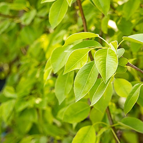 Perfect Plants Moonglow Pear Tree 4-5 Ft. Tall Self-Pollinating Heavy Producer Of Sweet Fruit, White Flowers #TOP3