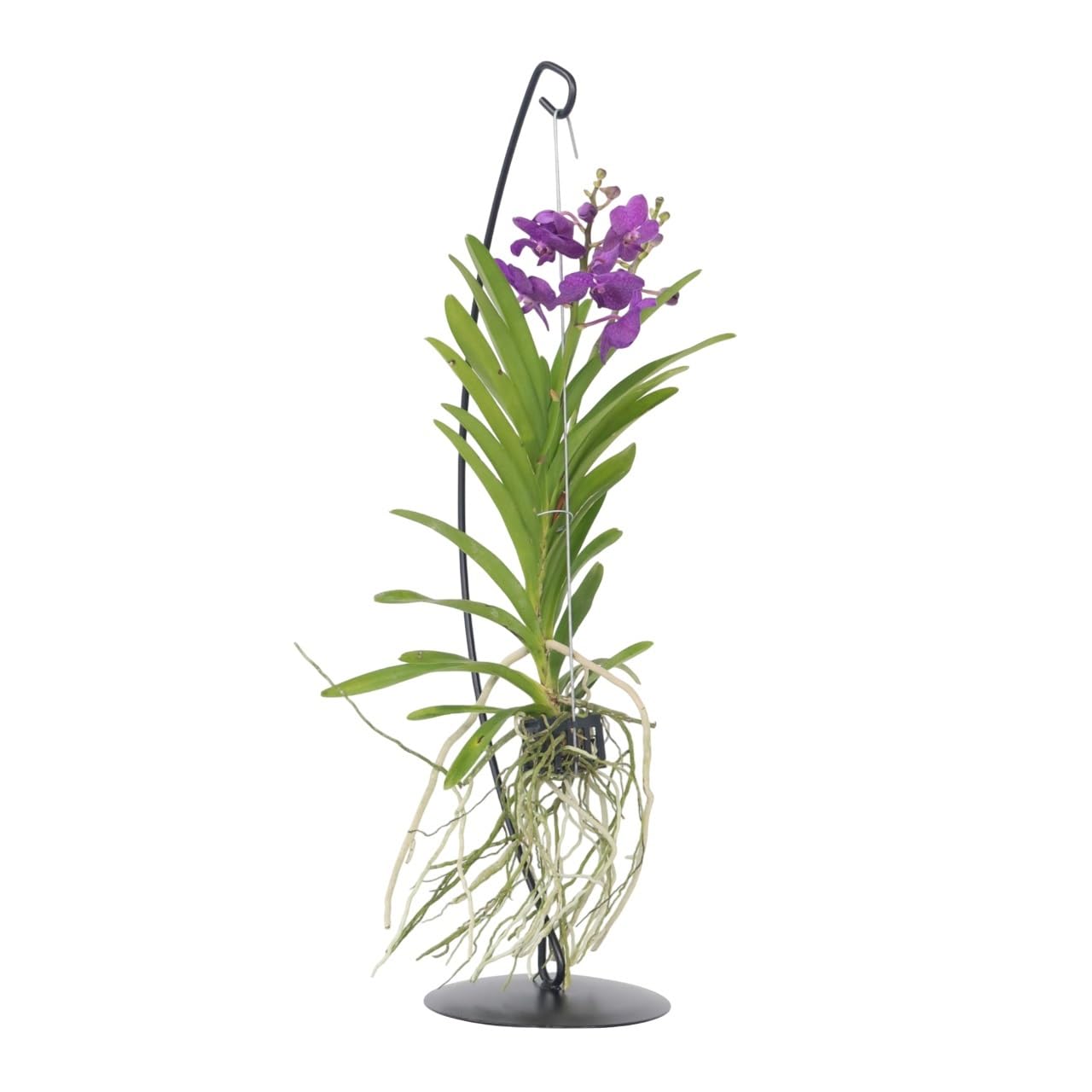Orchidée - vanda 'cerise' - hauteur 40-50cm - ⌀14cm