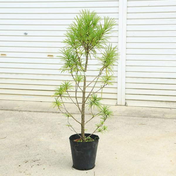 コウヤマキ　大株　【品番3070】 Amazon.co.jp: 庭木：コウヤマキ（こうやまき）高野槇* 樹高：約80cm