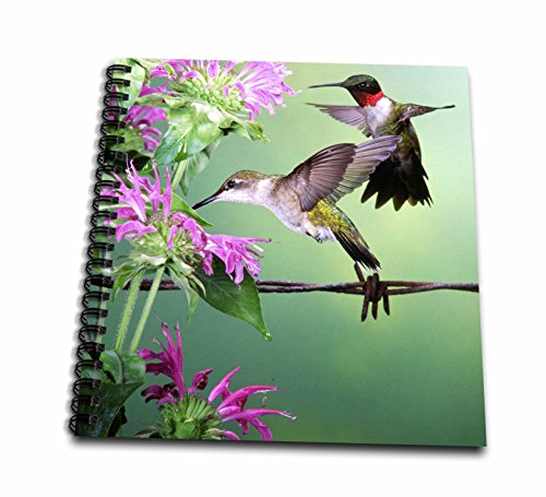 Livre de mémoire colibri 3dRose, album souvenir multicolore de 12 x 30,5 cm pour vos photos