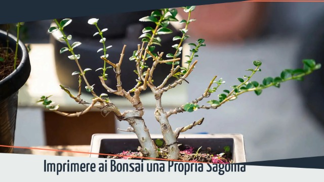 Set di 6 Vasi per Piante in Plastica con Pallet Vaso Bonsai Grande