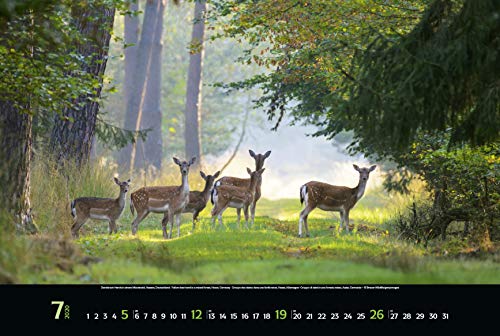 Magische Wälder 2020