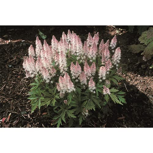Tiarella Schaumblüte Spring Symphony - winterhart, im Topf 12 cm, in Gärtnerqualität von Blumen...
