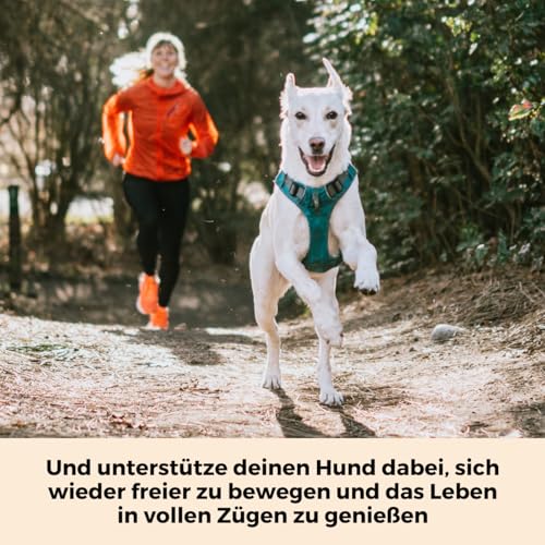 DOG NATIVE GelenkFit für Hunde, hochdosiertes Gelenkpulver mit Grünlippmuschel, MSM, Chondroitin & Kollagen, natürliches Pulver für Gelenke, 175g