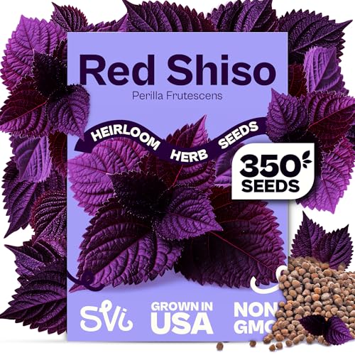 SVI 350 Red Shiso Seeds (Perilla frutescens) Japanese Shiso Purple Perilla Seed Packets Aromatic Leaves Japanese Heirloom Herb Seeds for Outdoor & Indoor Herb Garden