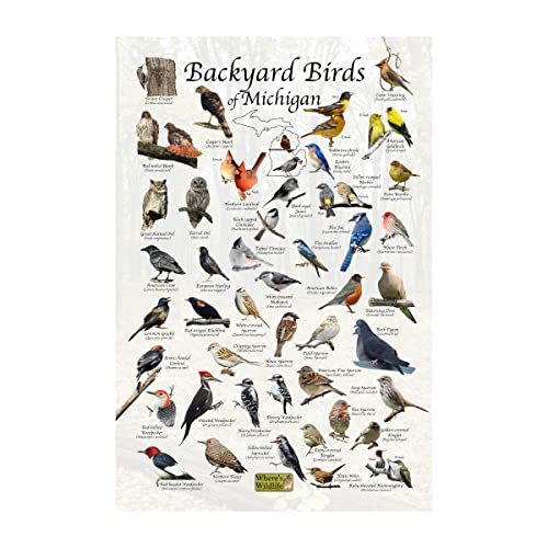 Where's Wildlife Backyard Birds of Michigan Bird Identification Poster (8