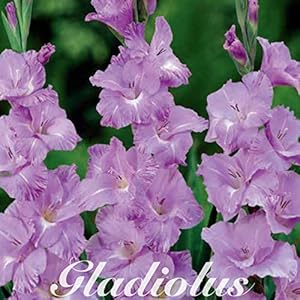 10 stuks Gladiolen | Her Majesty