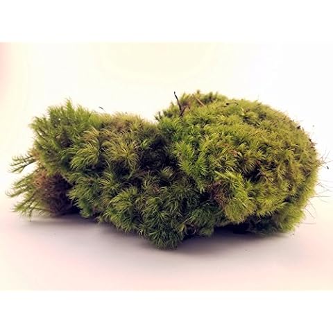 EZ-Botanicals Fresh Mood Moss Perfect for Terrariums and Bonsai Cover