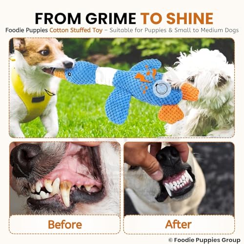 Image of Foodie Puppies Interactive Dog Squeaky Plush Toy - (Blue Swan) | Durable Crinkle Papered, Cotton Stuffed Chew Toy for Teething, Cuddling, Playing and Training | for Small to Medium Dogs (Size: 30cm)
