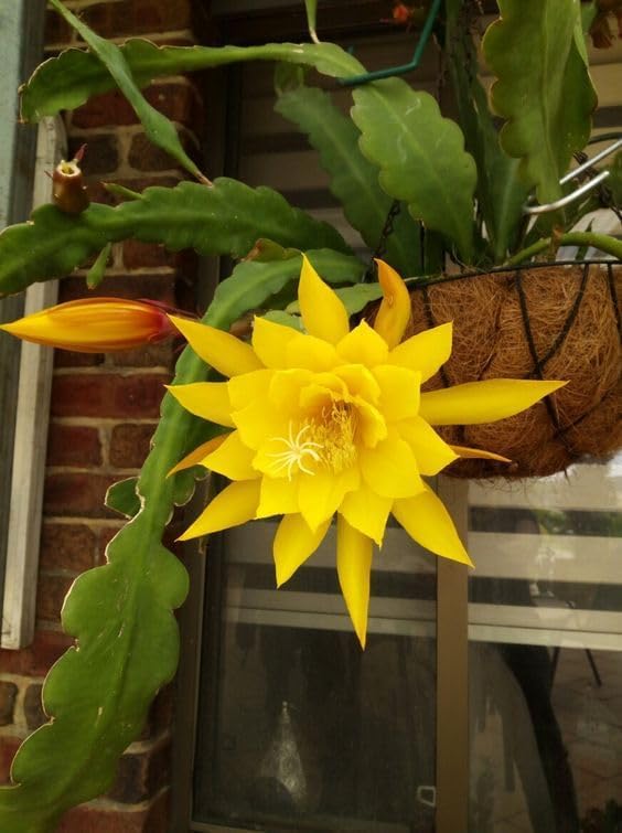 - Oxygeen Yellow Brahma Kamal Live Plant Saussurea Obvallata Night Queen Lady of The Night King of Himalayan Flowers Sacred Saussurea Night blooming Cereus Healthy Live Plant Pack of 1 (Without Pot)
