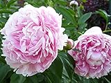 Sarah Bernhardt Garden Peony: Paeonia lactiflora - 1 Bulb Tennessee Grown, and Ships from Tennessee