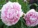 Sarah Bernhardt Garden Peony: Paeonia lactiflora - 1 Bulbs