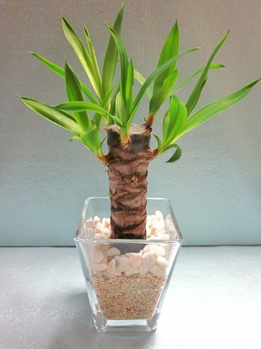 ハイドロカルチャー 鉢の人気商品 通販 価格比較 価格 Com