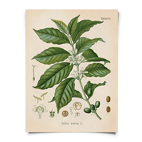 16" x 20" Vintage Coffee Bean Vintage Botanical Reproduction Coffea Arabica Flower Print. Educational Chart Diagram Poster Pull Down Chart from Kohler's - CP289