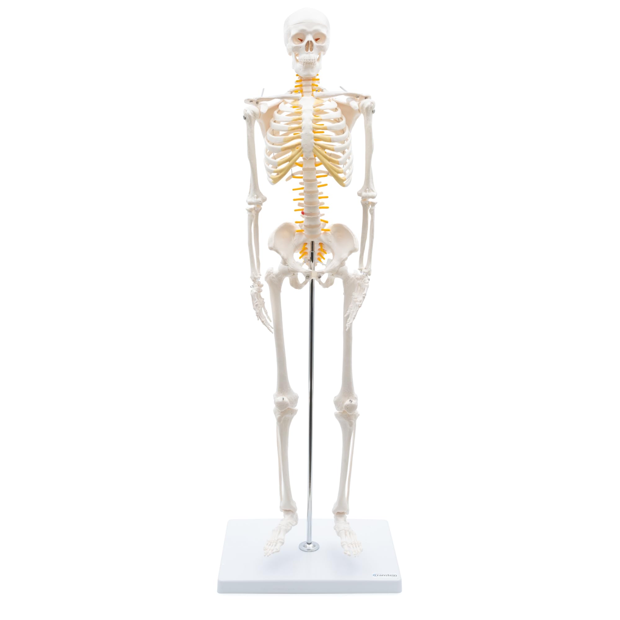 Cranstein A-130 Mini Skelett 85cm mit Spinalnerven | Kleines Skelett Anatomie Modell | für Studenten bzw Medizin Studium | als Geschenk