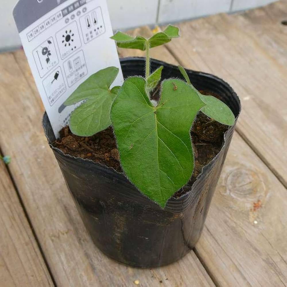 Amazon.co.jp: 朝顔 苗 日本朝顔 紅 3.5号 ピンク花 250422