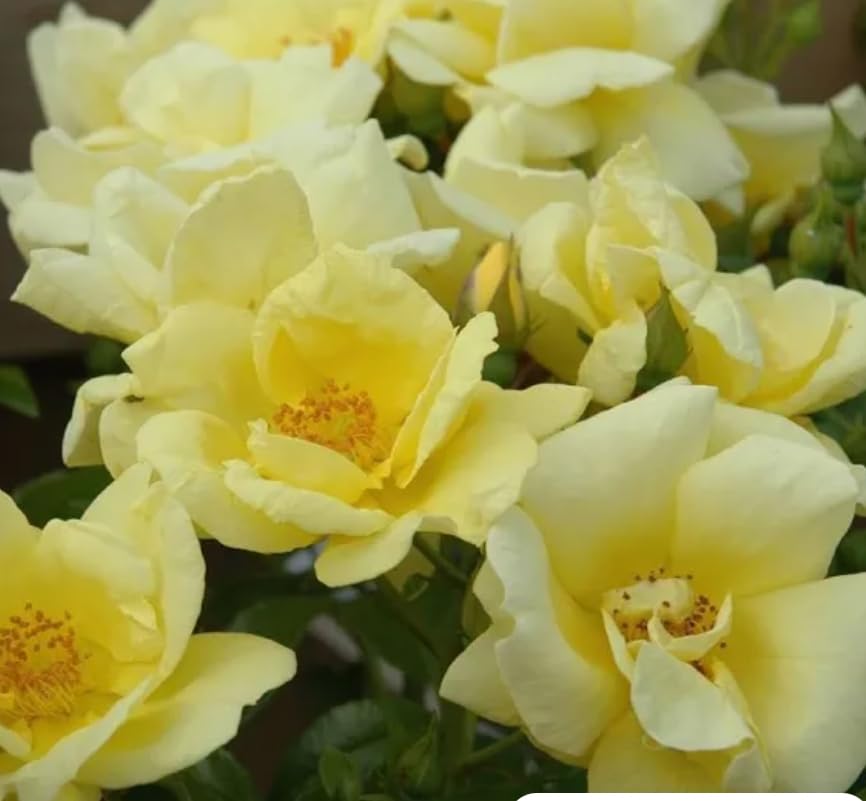 Gold Yellow Flowers Carpet Rose - Covering Procumbent Rose Plant for The Garden-Repeat Flowering Yellow Roses-Newly Potted in a 3 Litre Potted Plant- Heardy Outdoor Plant