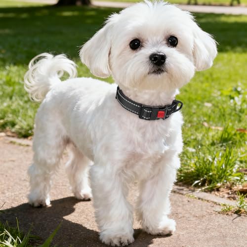 Image of Taglory Reflective Small Dog Collar, Comfortable for Safe Night Walks,Black