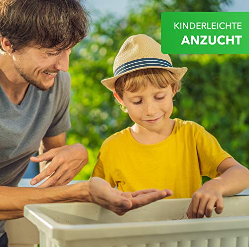 Magic of Nature Balkonkasten Mischung - 10g Samen - Bienenfreundliche Pflanzen - Kinderleichte Anwendung - Bienen… – Bild 8