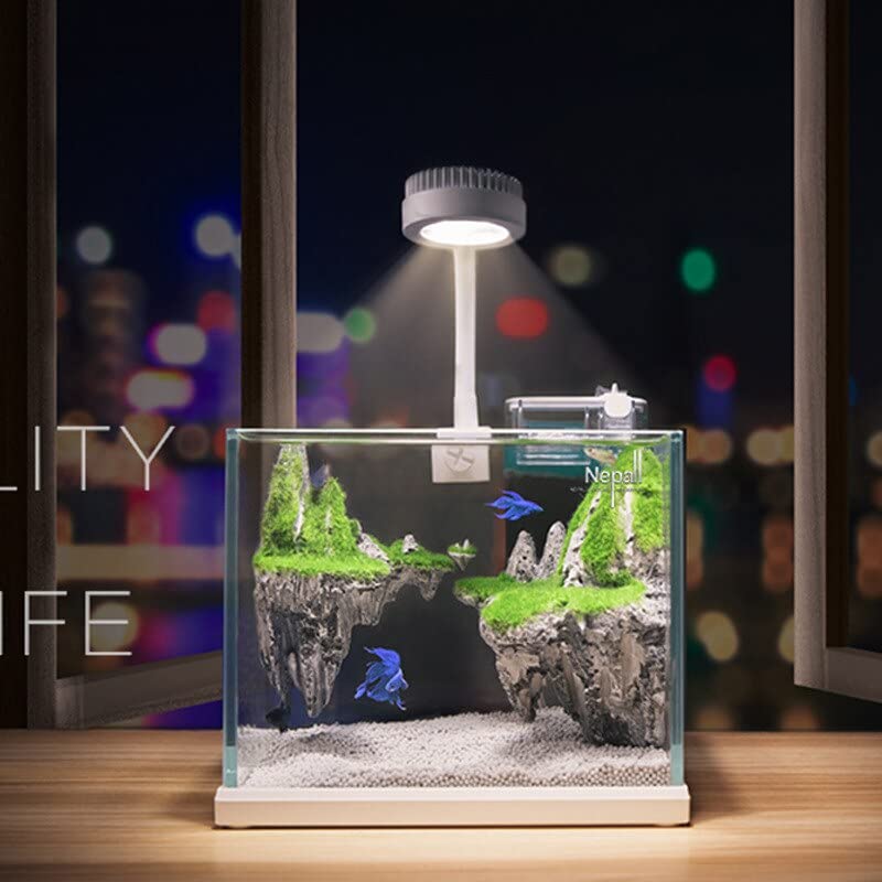 アクアリウム　アクアテラリウム　ビッグウイング アクアテラリウムに最適！水槽入荷しました！ │ ペットボックス
