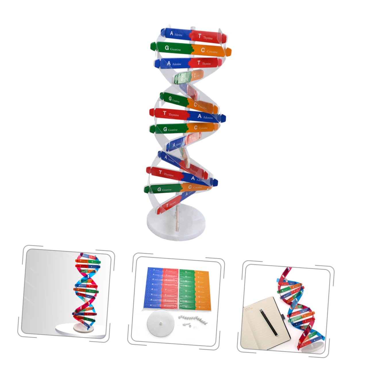 Amazon | NESTINGHO 3 セット Dna ダブル ヘ Dna ダブル モデル 人間