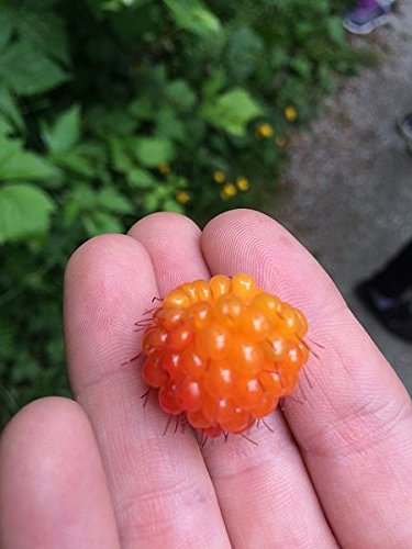 20 Salmonberry Russian Raspberry Rubus Spectabilis Fruit Seeds Purple Flowers #TOP2
